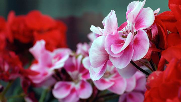 Pink Red Flowers Closeup